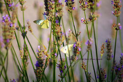 The Papillon dans la Lavande