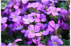 Flowers the Garden (63)