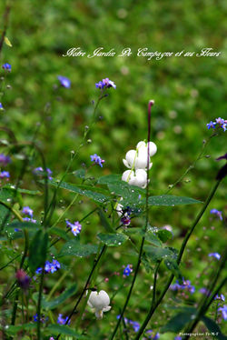 Notre Jardin De campagne et ses Fleurs  (18)