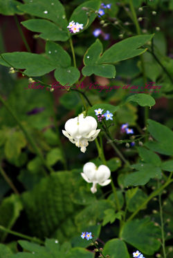 Notre Jardin De campagne et ses Fleurs  (74)