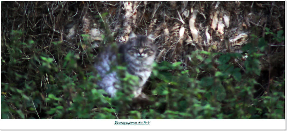 De Beau Chatons  (3)