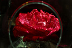Rose rouge 