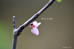 Notre Jardin de Campagne et ses fleurs (2)
