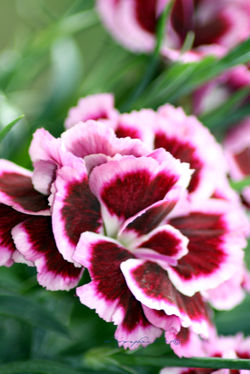 Jardin En Fleurs Mai 2015