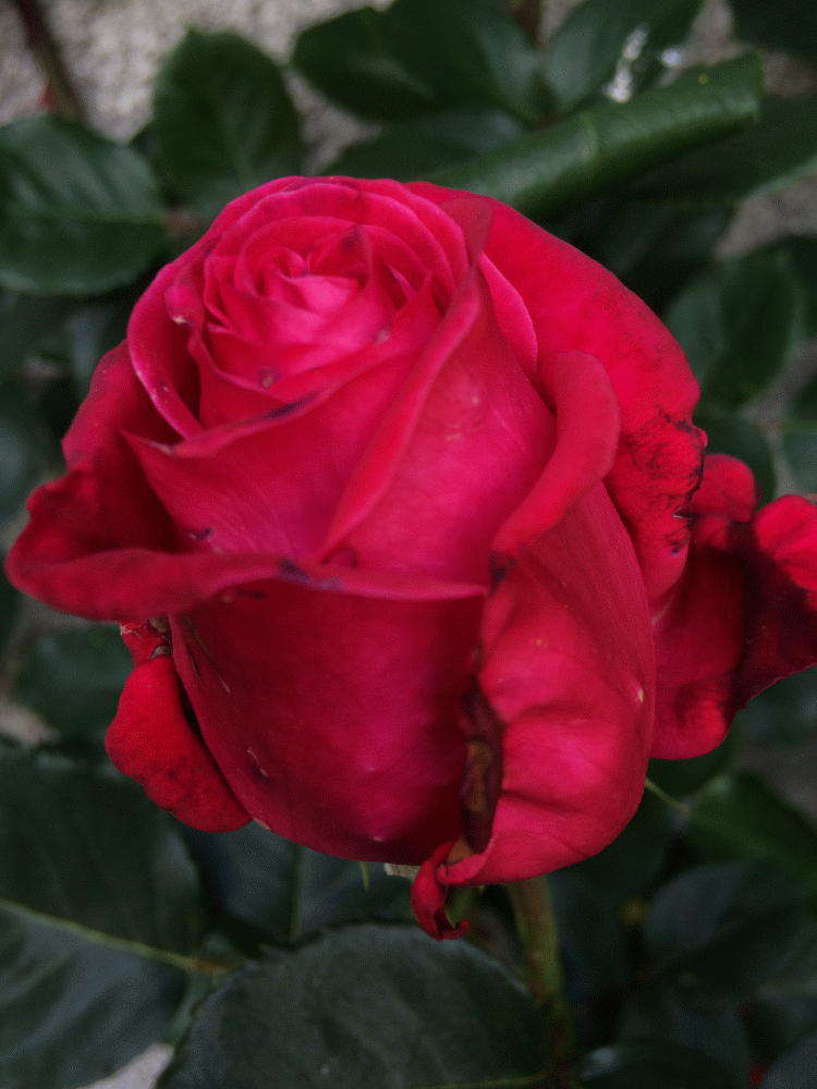 IMG_20170525_023250-ANIMATION