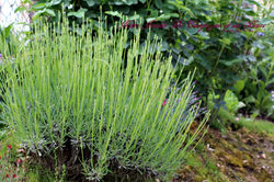 Notre Jardin De campagne et ses Fleurs  (92)