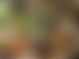 Organic India Ghee Kitchari Recipe & Benefits Guide