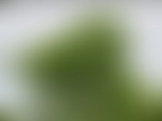 A mature Moringa oleifera tree with a thick, pale brown trunk and multiple upright branches spreading into a wide, dense canopy of small, feathery compound leaves.