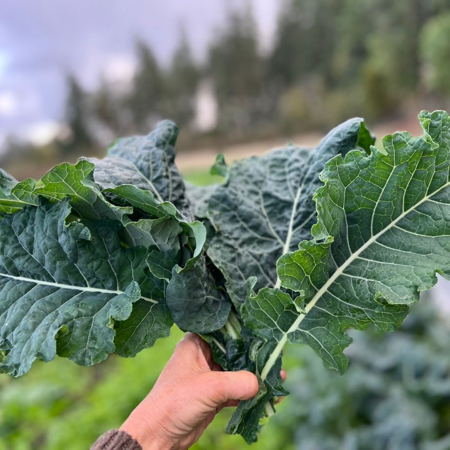 Hand holding freshly harvested lacinato kale leaves in an outdoor garden with kale plants visible in the background
