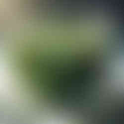 a bowl of mung beans soaking