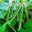 Mung Beans
