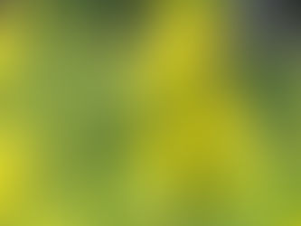 Close-up of mullein (Verbascum) plants in bloom, showing tall green stalks densely covered with round buds and bright yellow five-petaled flowers with orange stamens, set against a soft green garden background.