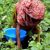 A Mung Bean Farmer