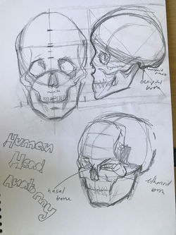 Skull - Anatomy