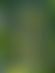 What Chicagoland Sellers Need to Know Before Listing This Spring