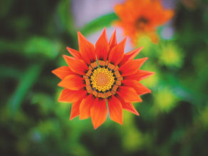 The Sacral Chakra