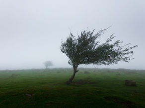 The Wind Points