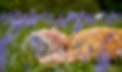 Copy of PRUNE_HARRIS_2022_EDIT_004_edited.jpg