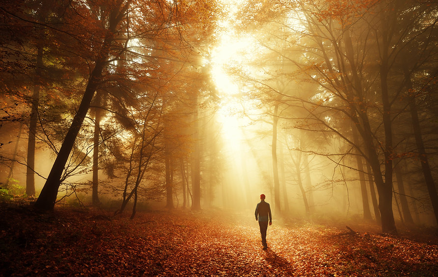 walking trees 1.jpeg