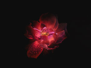 The Root Chakra