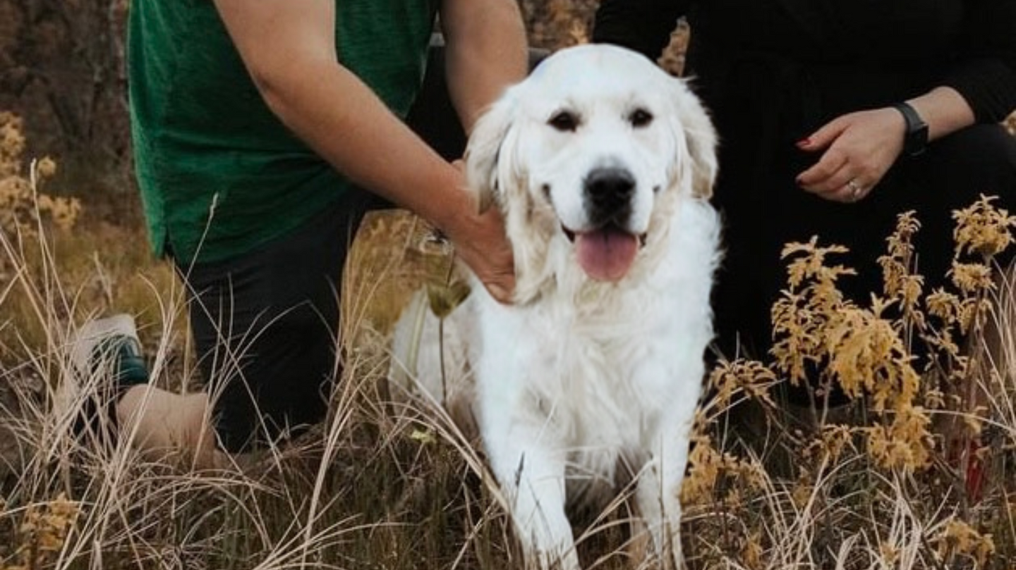 English golden retrievers in colorado