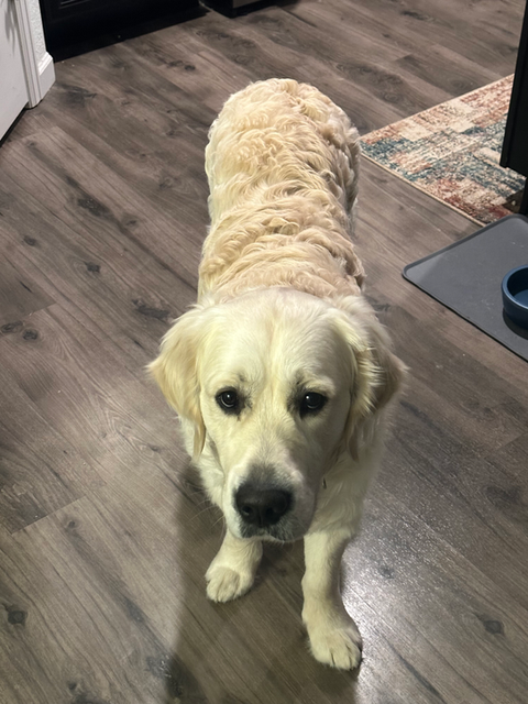 english golden retrievers in colorado