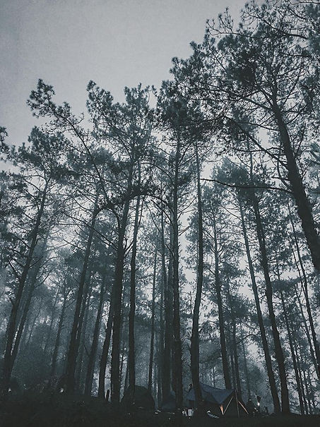 49509531_2013253028729250_87445711571658