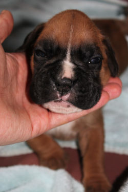 Fawn girl - 2.5 weeks