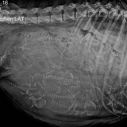 we're SUPER excited about Julie's final litter ❤😍