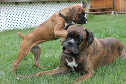 Luda & Igor - You can't ignore me!