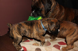 Flashy brindle girl at 5 weeks