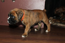 bronze boy at 5 weeks