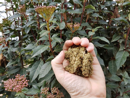 Israelis test cannabis for Corona virus 