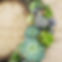 succulent workshops in OC
