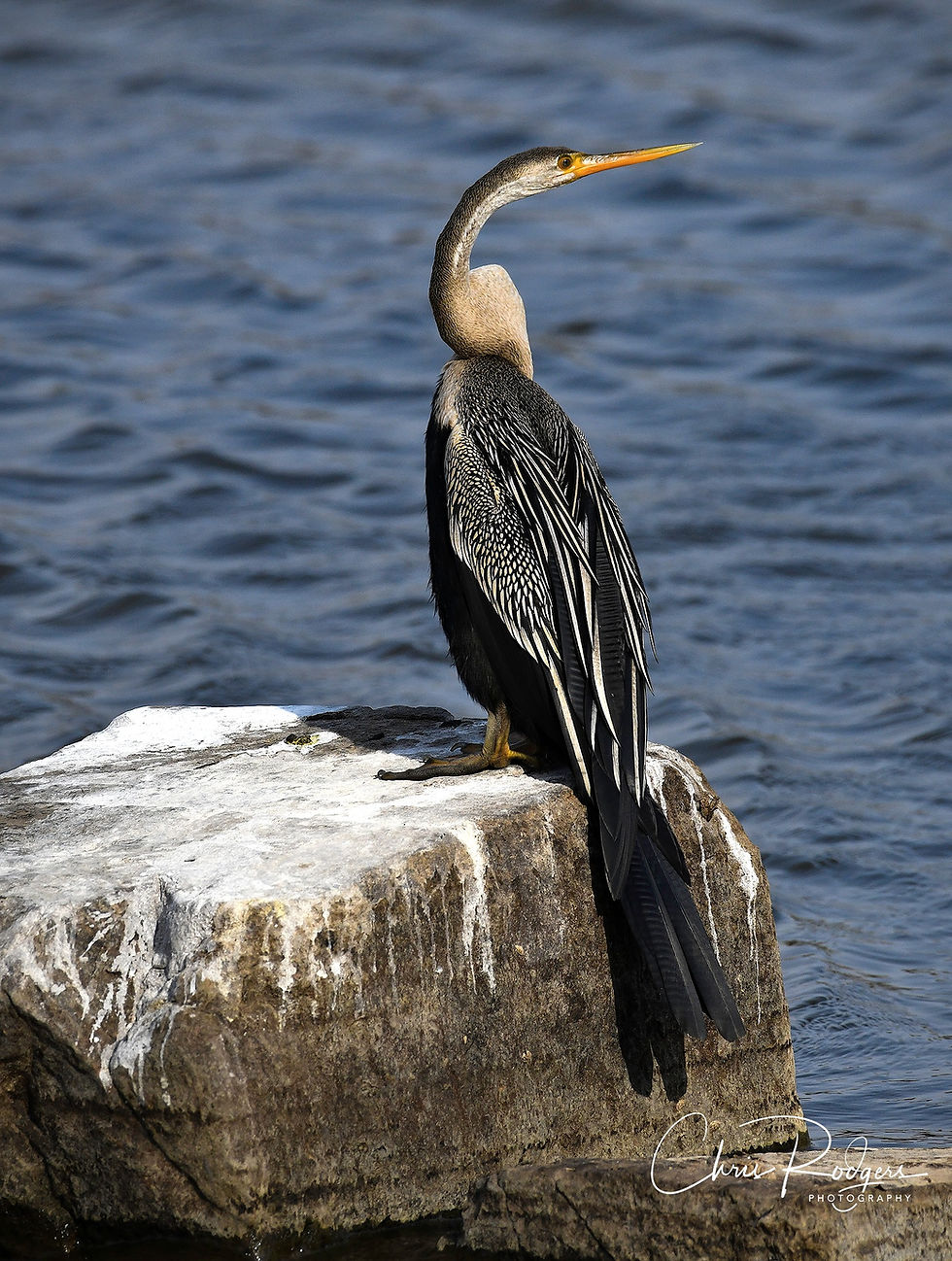 Oriental Darter.jpg