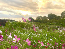 朝日とコスモス