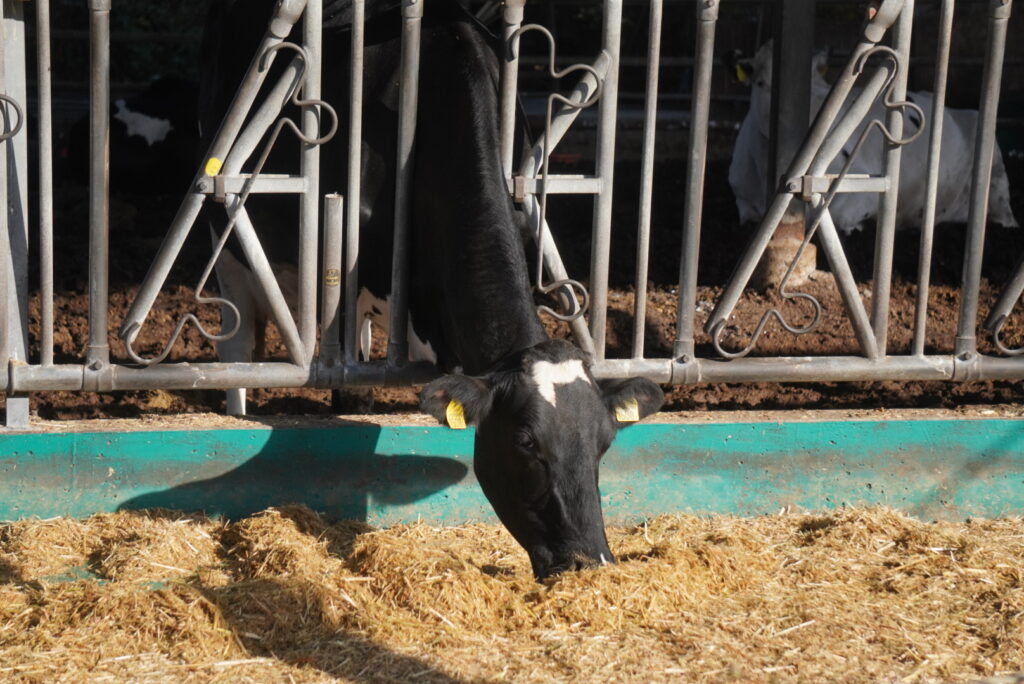 牛舎から顔をだす牛