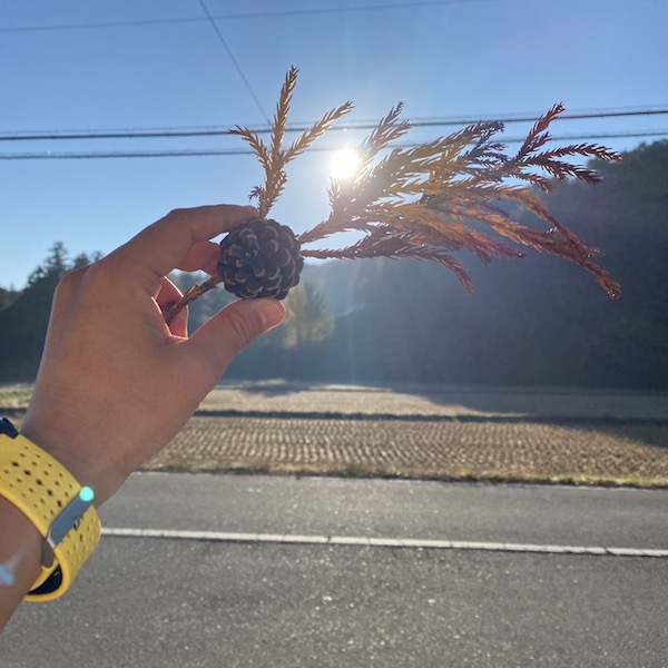 拾った松ぼっくりと朝日