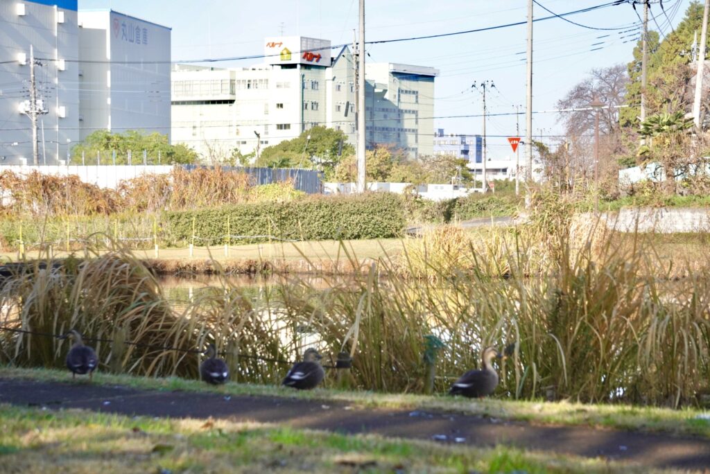 下芝水辺公園の鴨