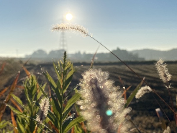 猫じゃらしと田んぼの景色