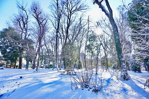 雪が積もった景色