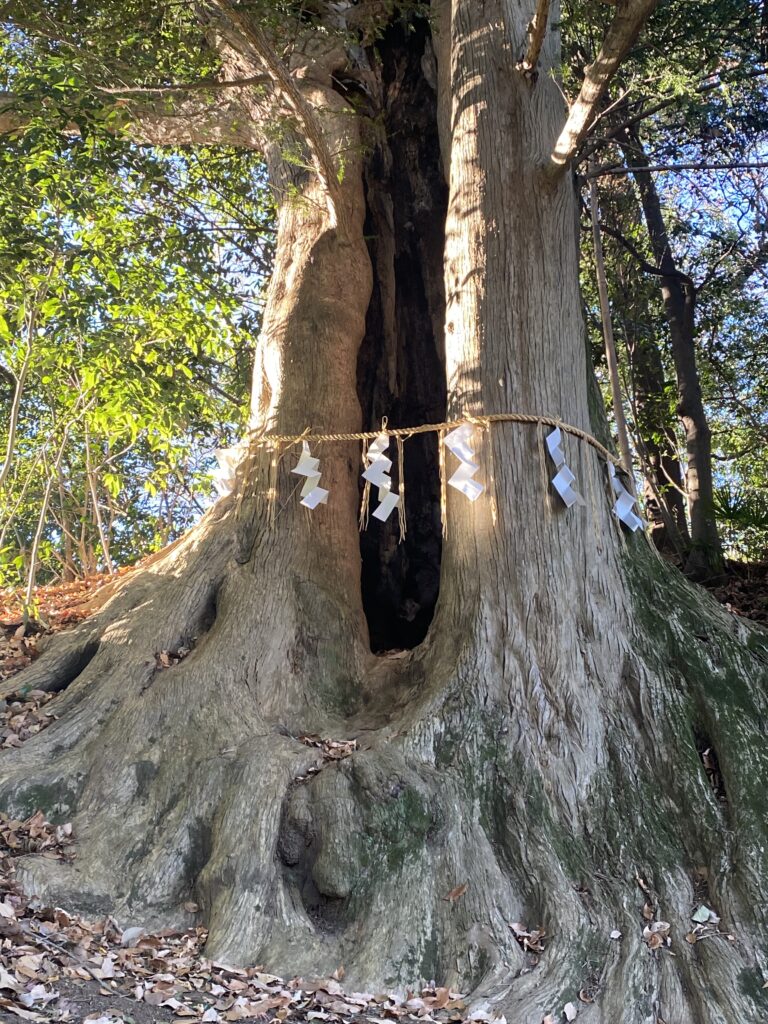徳星寺の樹齢700年の大木