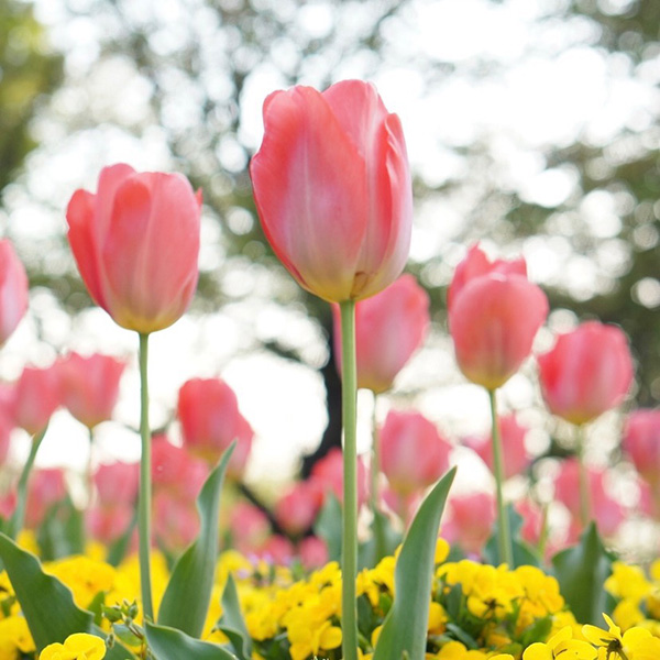 チューリップの写真