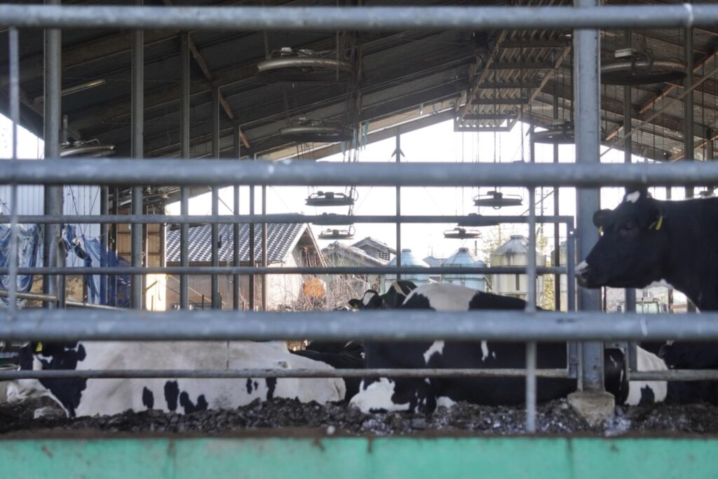 牛舎で横たわる数頭の牛