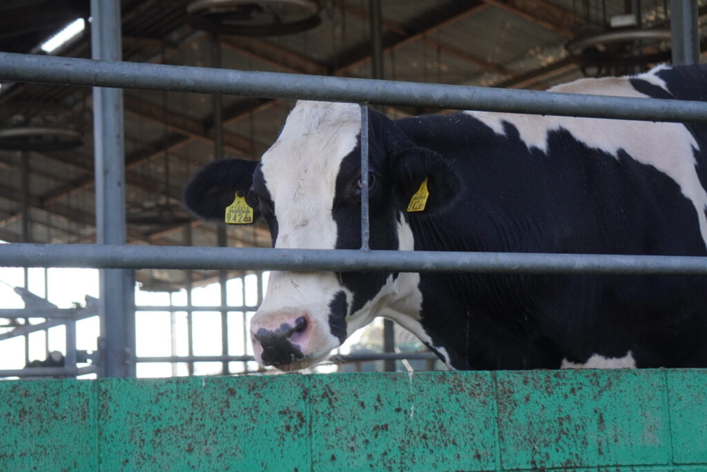 カメラ目線でこちらを覗く牛