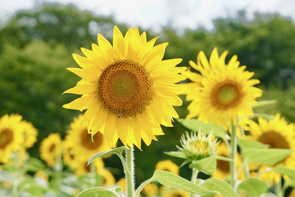 権現堂のひまわり