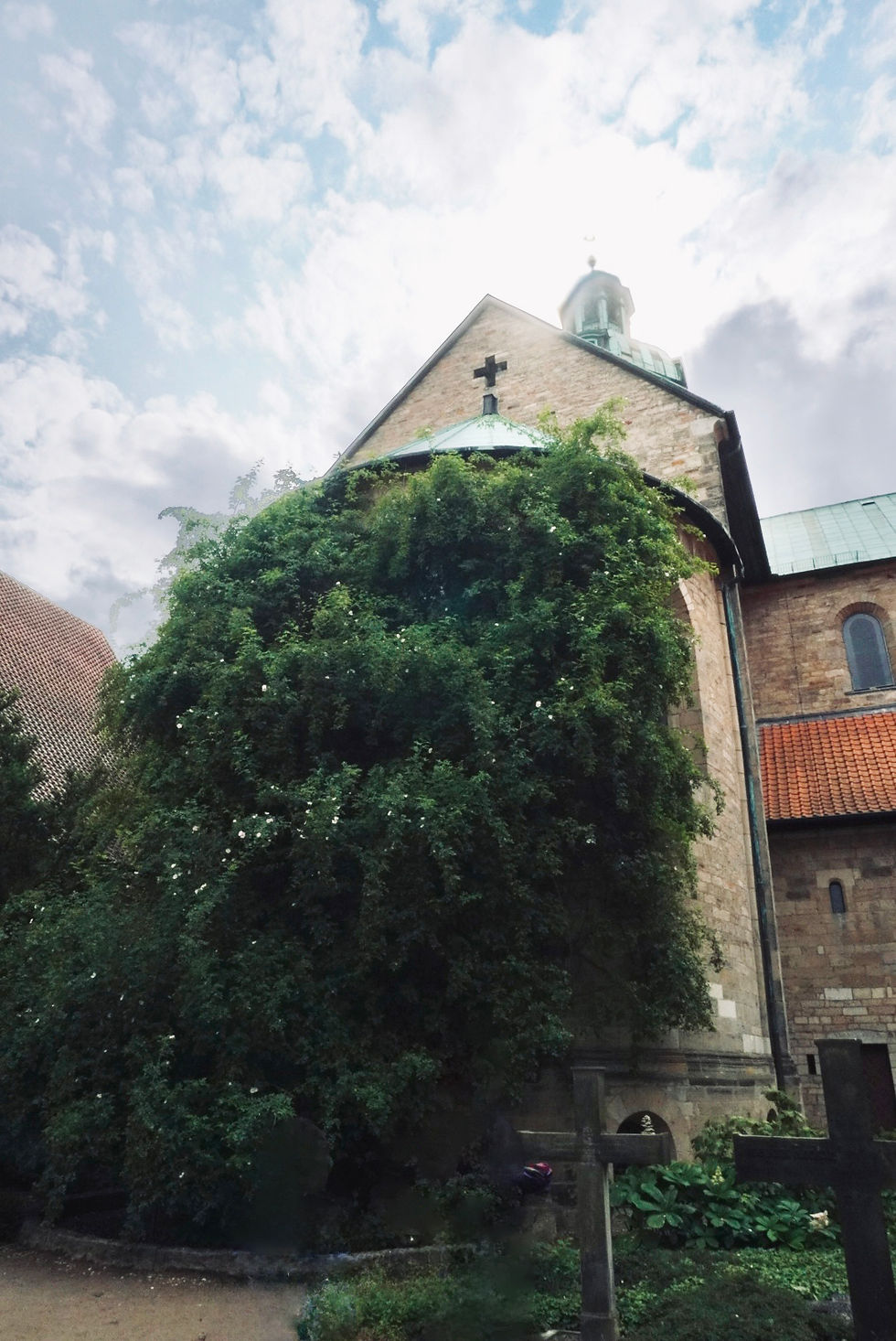 聖マリア大聖堂の千年のバラ