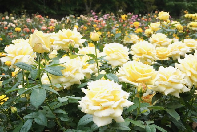 与野公園のバラ