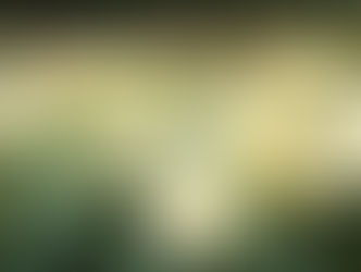 与野公園のバラ