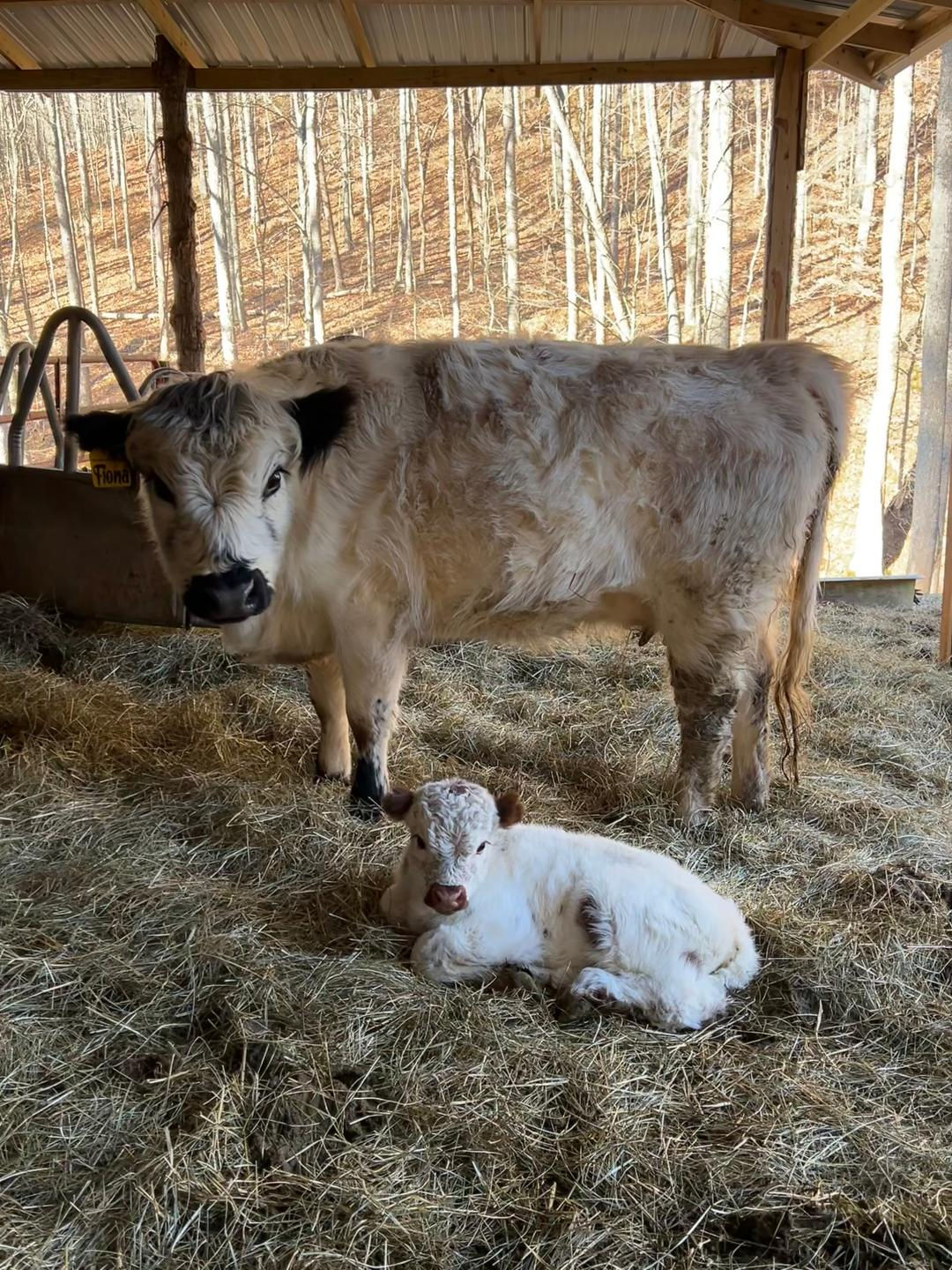 SOLD!~! FIONA BRED HIGHPARK REGISTERED COW/HEIFER CALF PAIR $6500.00